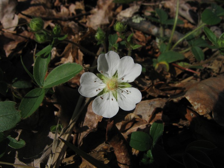Potentilla montana